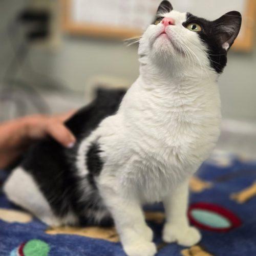 Enlarge Jessie 5872 C, a Adoptable Domestic Short Hair in Frankfort, KY image 2/5