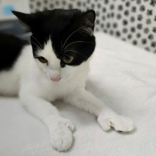 Enlarge Jessie 5872 C, a Adoptable Domestic Short Hair in Frankfort, KY image 3/5