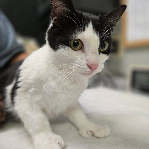 Enlarge Jessie 5872 C, a Adoptable Domestic Short Hair in Frankfort, KY image 4/5