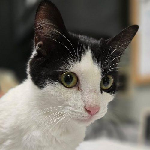 Enlarge Jessie 5872 C, a Adoptable Domestic Short Hair in Frankfort, KY image 5/5