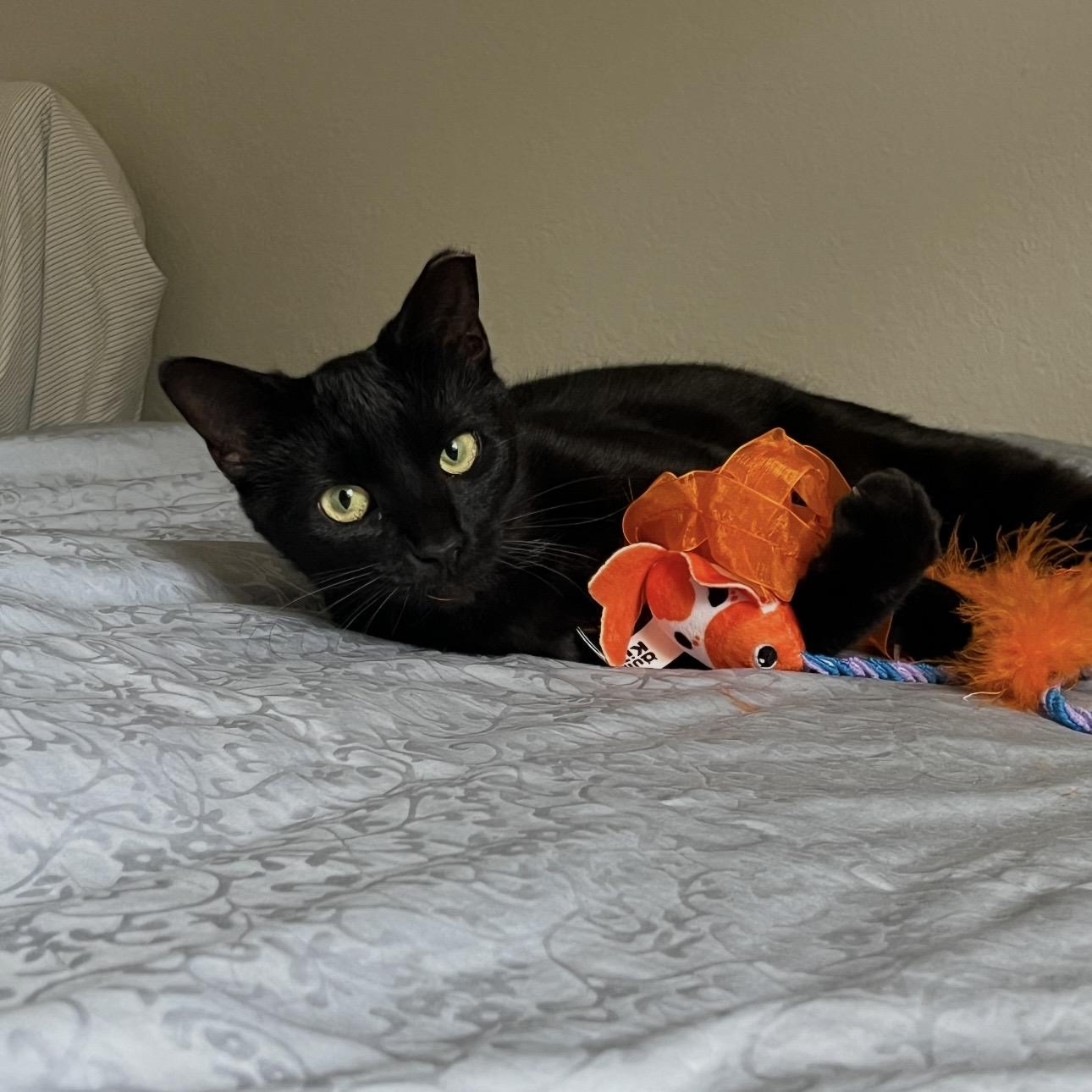 Olive, Adoptable, Young Female Domestic Short Hair.