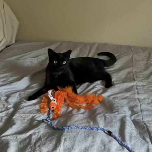 Olive, Adoptable, Young Female Domestic Short Hair.