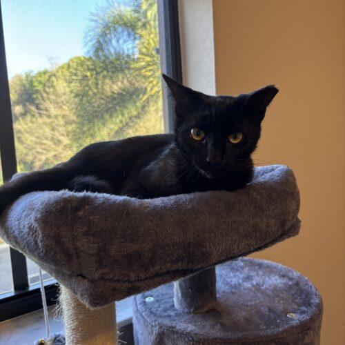 Enlarge Olive, a Adoptable Domestic Short Hair in Plantation, FL image 4/6