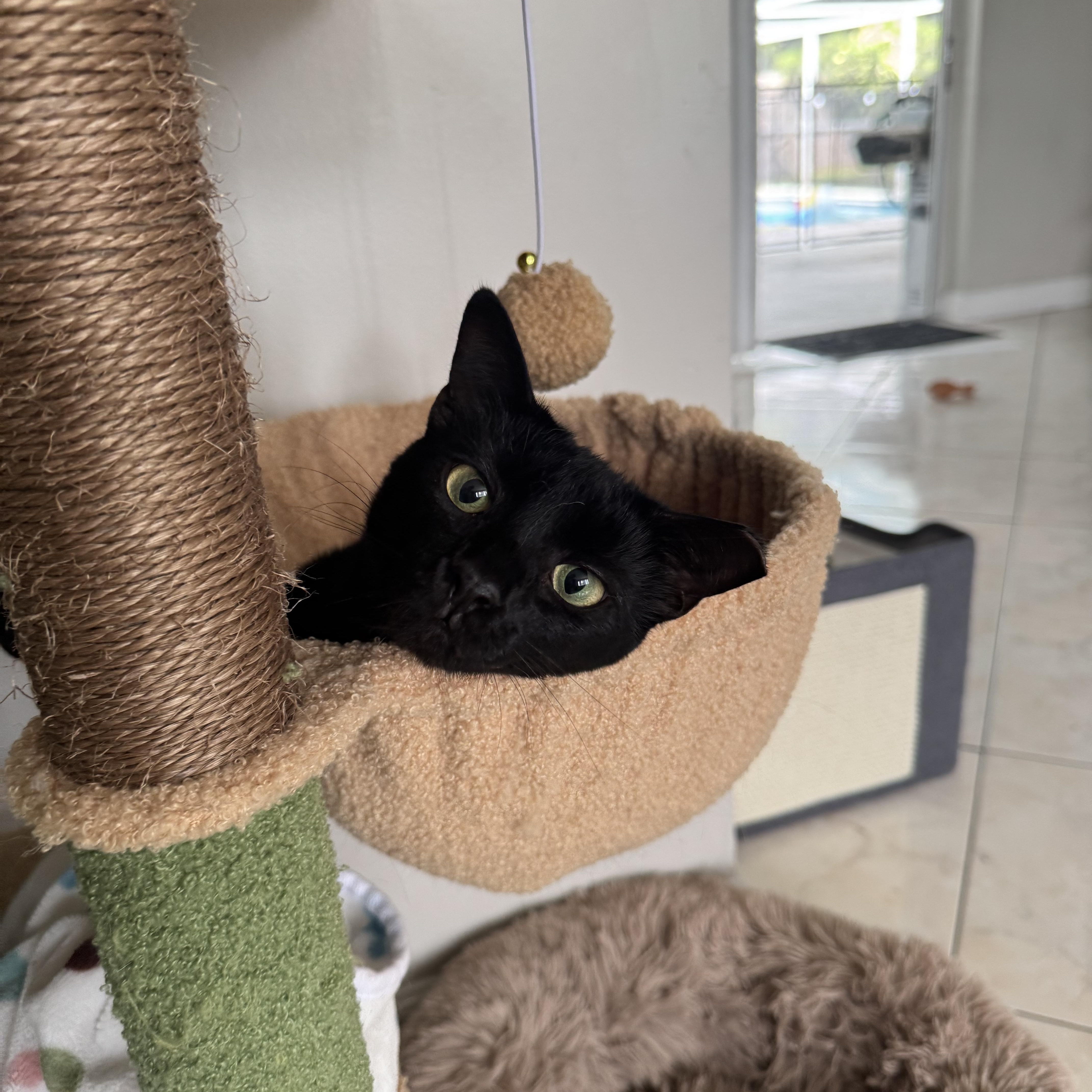 Olive, Adoptable, Adult Female Domestic Short Hair.
