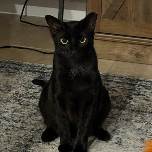 Enlarge Olive, a Adoptable Domestic Short Hair in Plantation, FL image 5/6