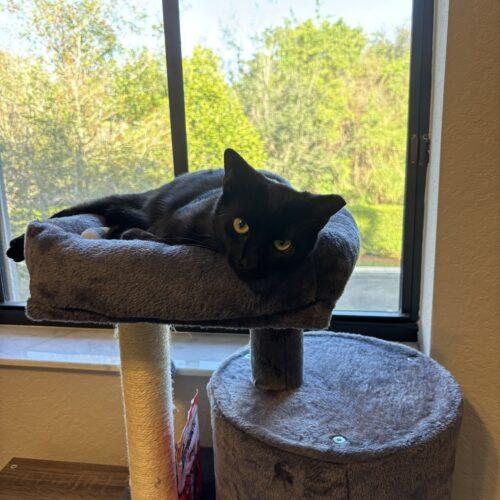 Enlarge Olive, a Adoptable Domestic Short Hair in Plantation, FL image 6/6