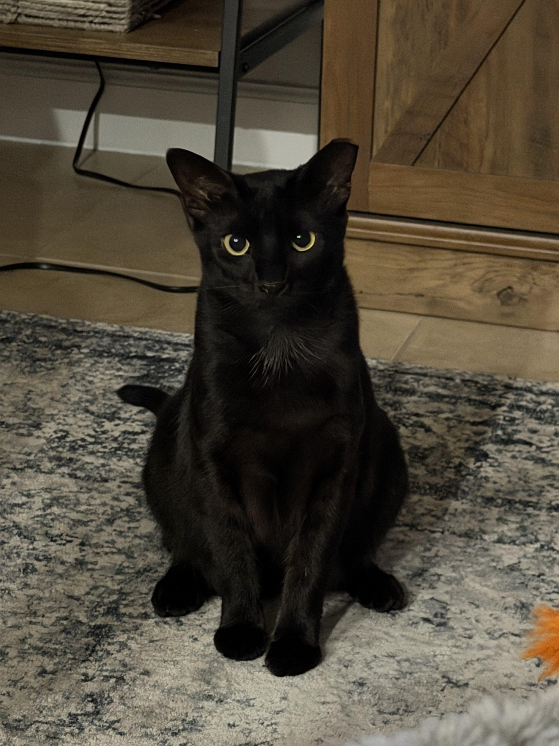 Enlarge Olive, a Adoptable Domestic Short Hair in Plantation, FL image 1/6