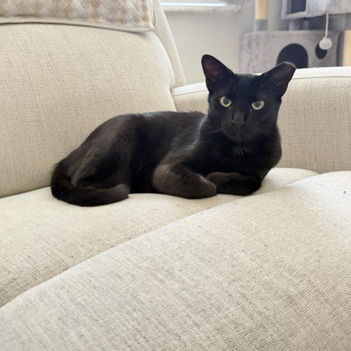 Olive, Adoptable, Kitten Female Domestic Short Hair.