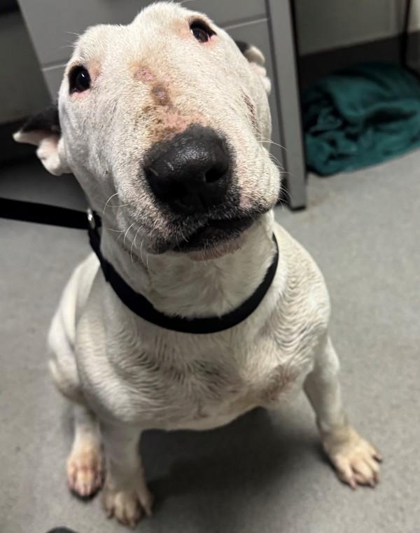 Enlarge Bulma, a Adoptable mixed breed in Tulare, CA image 1/1