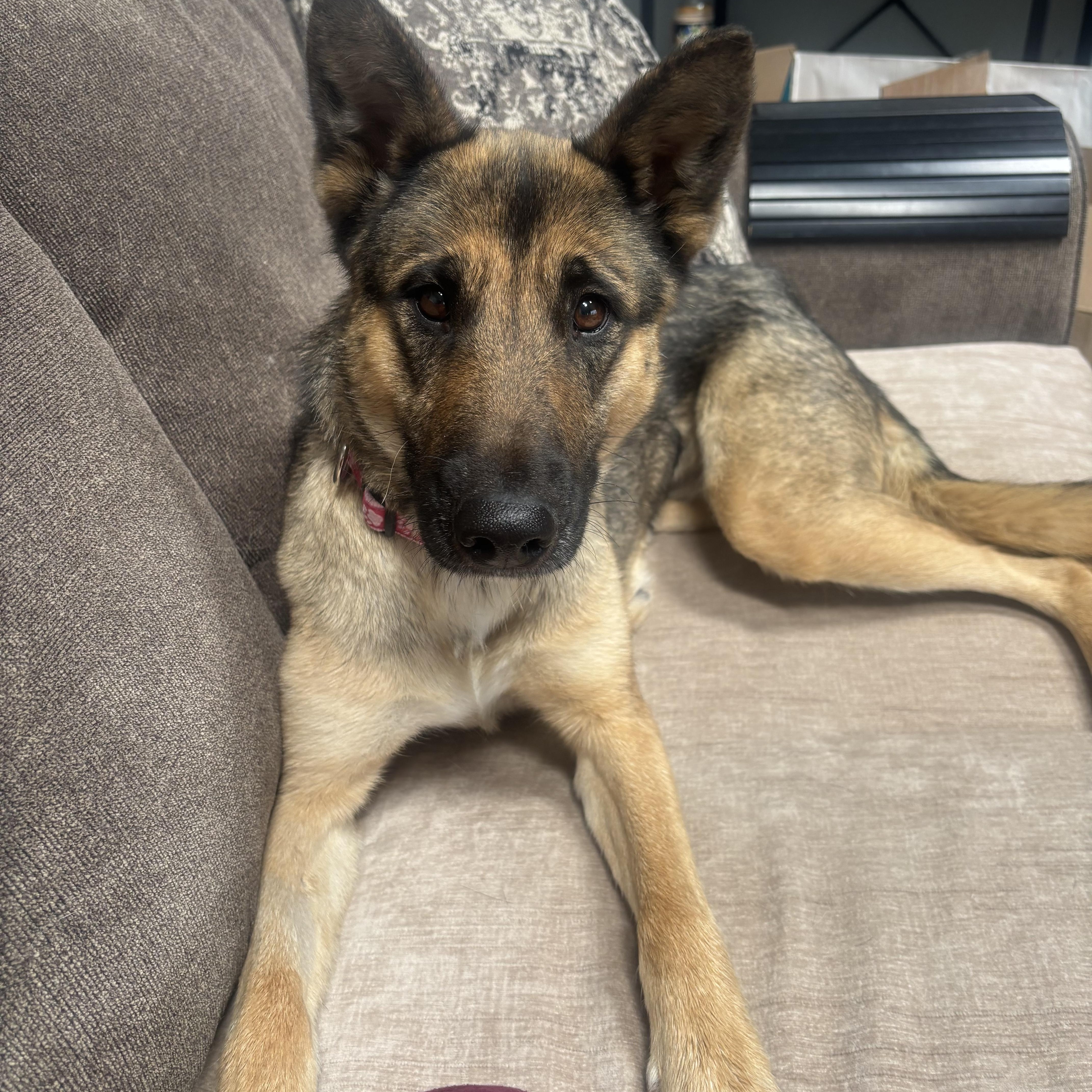 Amour, ADOPTABLE, Adult Female German Shepherd Dog.
