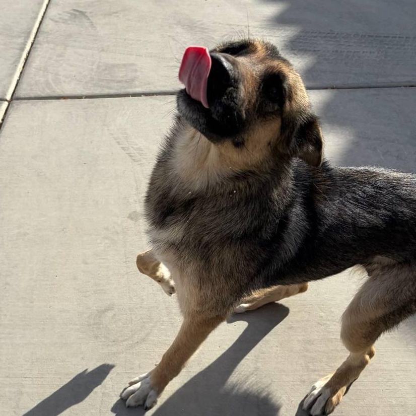 Enlarge Amour, a ADOPTABLE mixed breed in Henderson, NV image 3/3