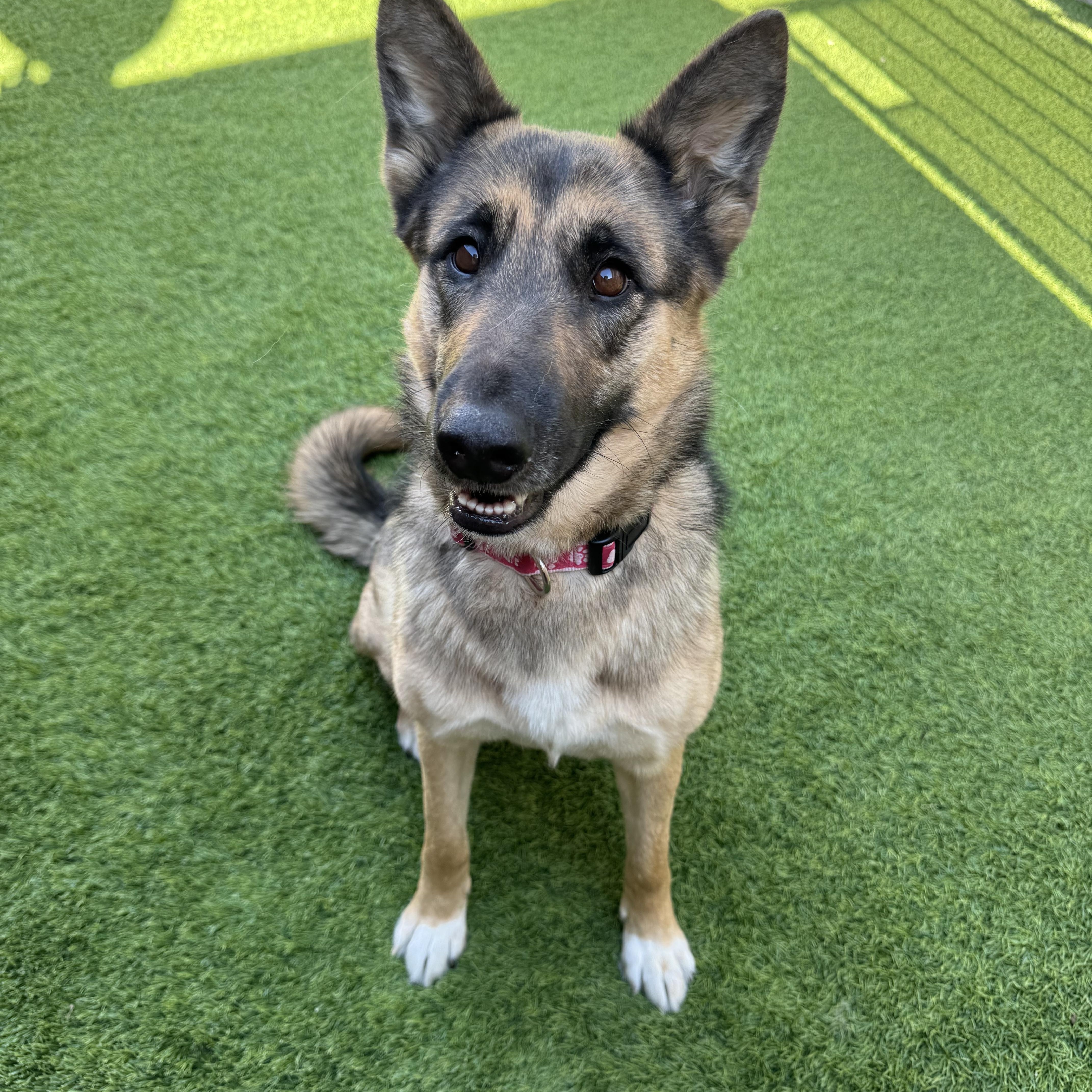 Amour, ADOPTABLE, Adult Female German Shepherd Dog.