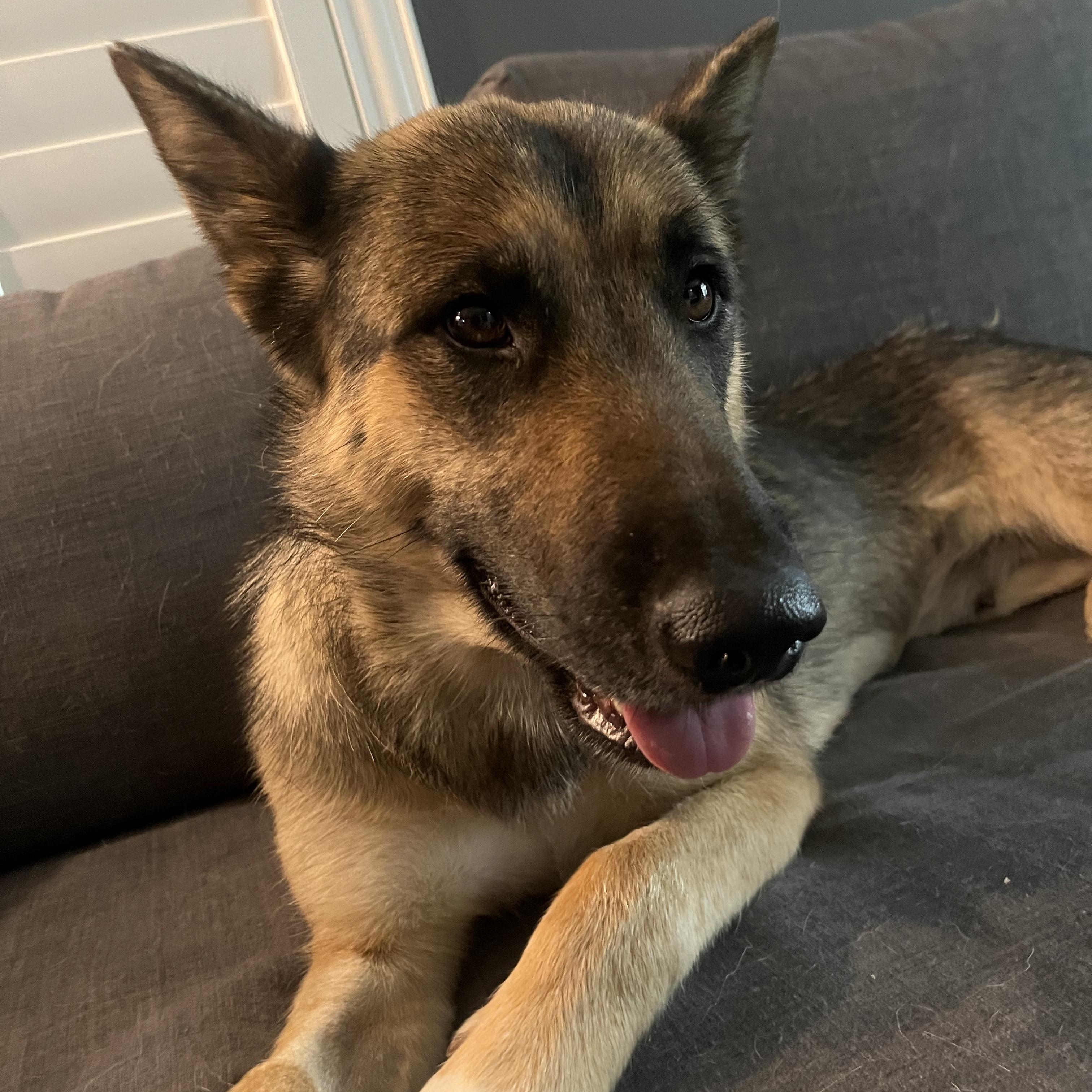 Enlarge Amour, a ADOPTABLE mixed breed in Henderson, NV image 1/3