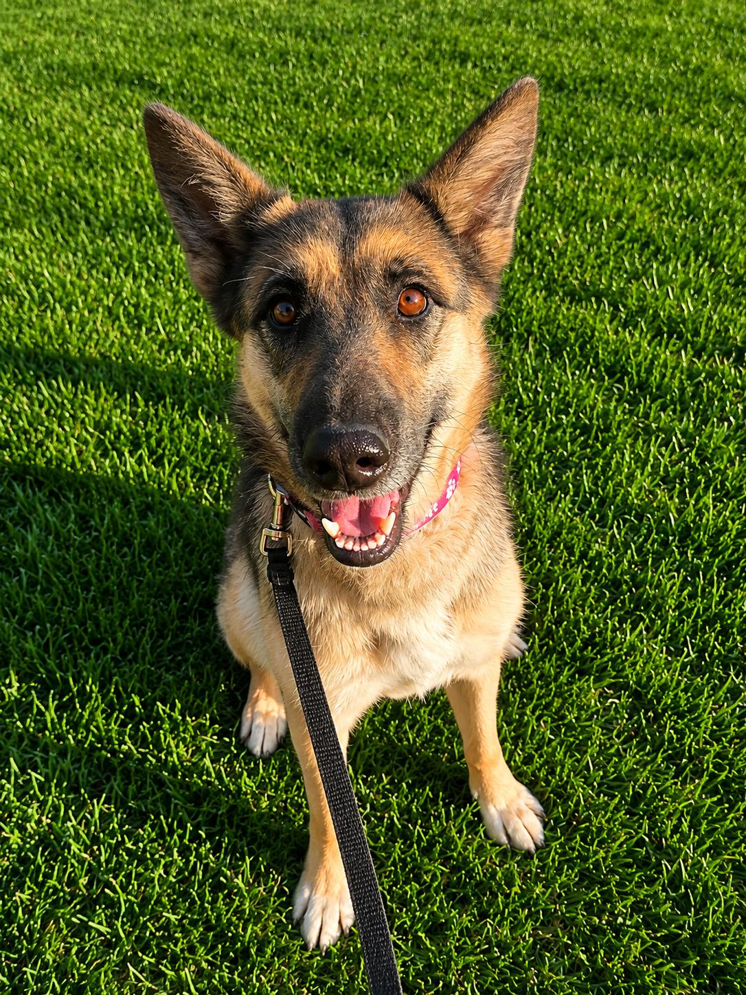 Amour, ADOPTABLE, Adult Female German Shepherd Dog.
