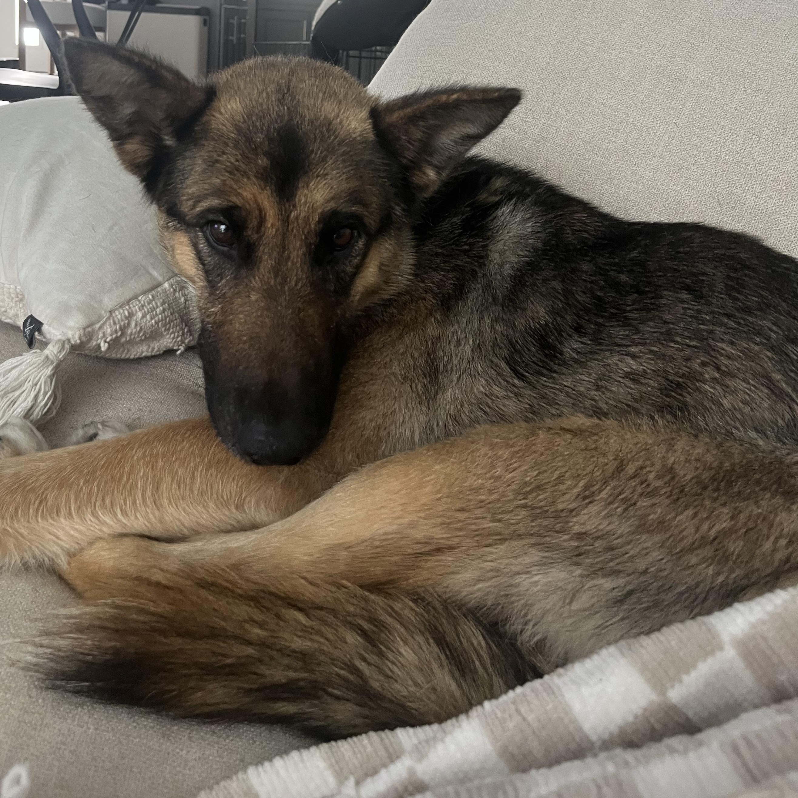 Amour, ADOPTABLE, Adult Female German Shepherd Dog.