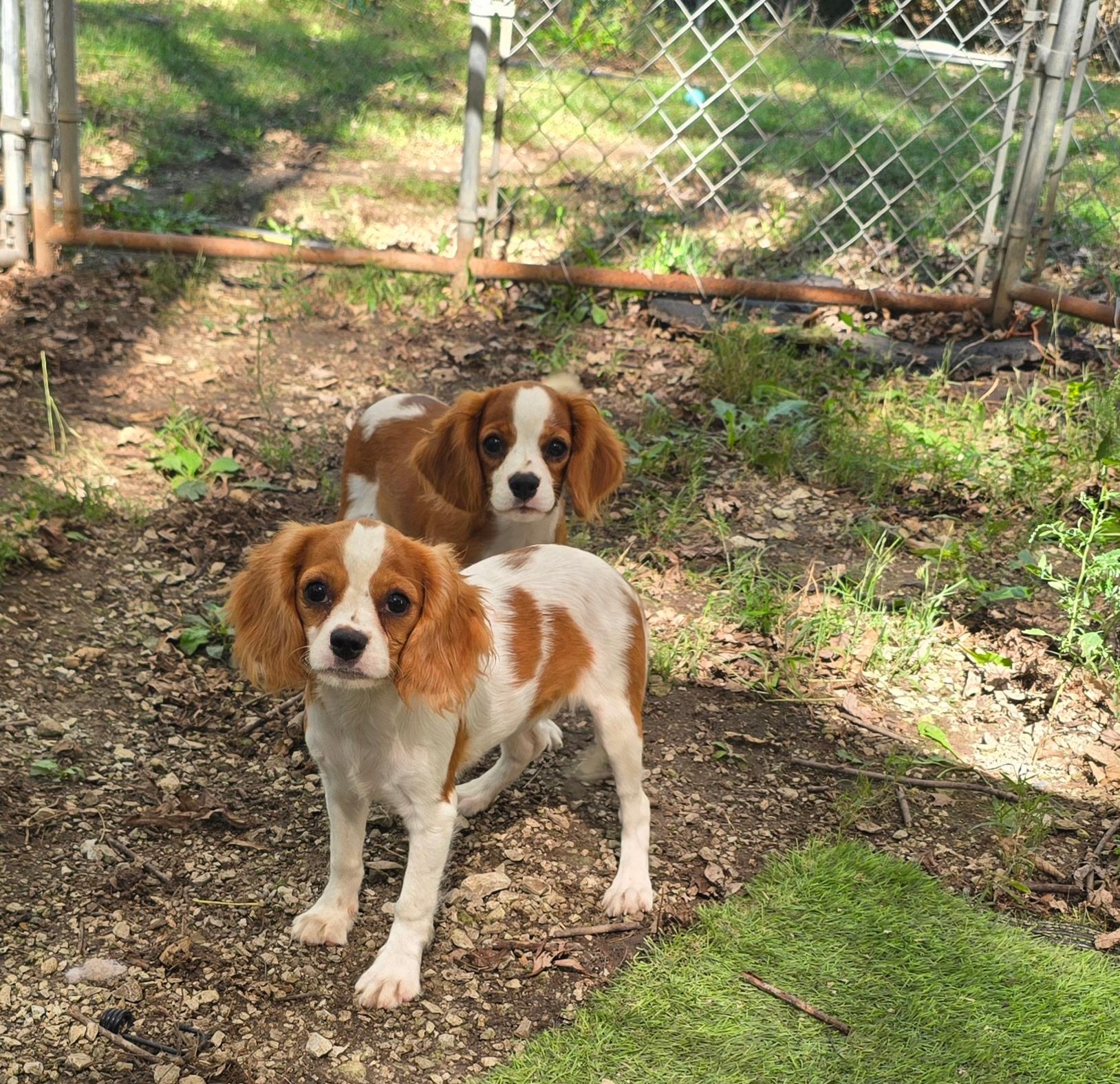 Enlarge Gracie, a Adoptable Cavalier King Charles Spaniel in Overland Park, KS image 2/2
