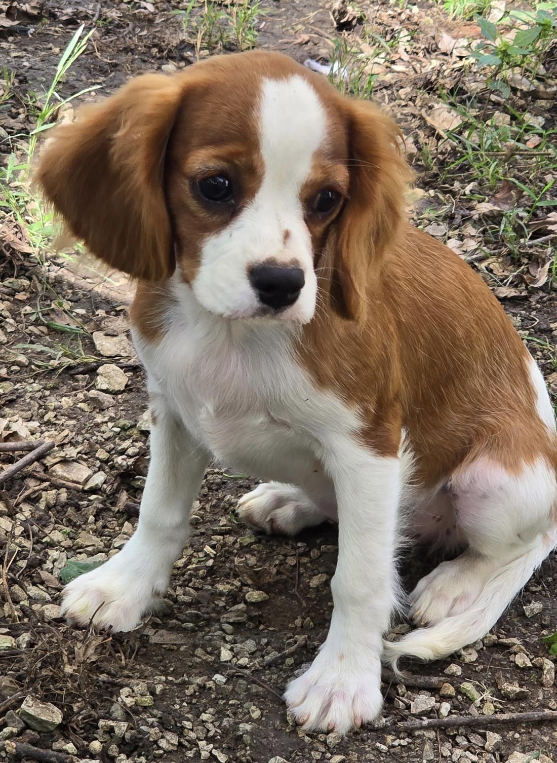 Gracie, Adoptable, Puppy Female Cavalier King Charles Spaniel.