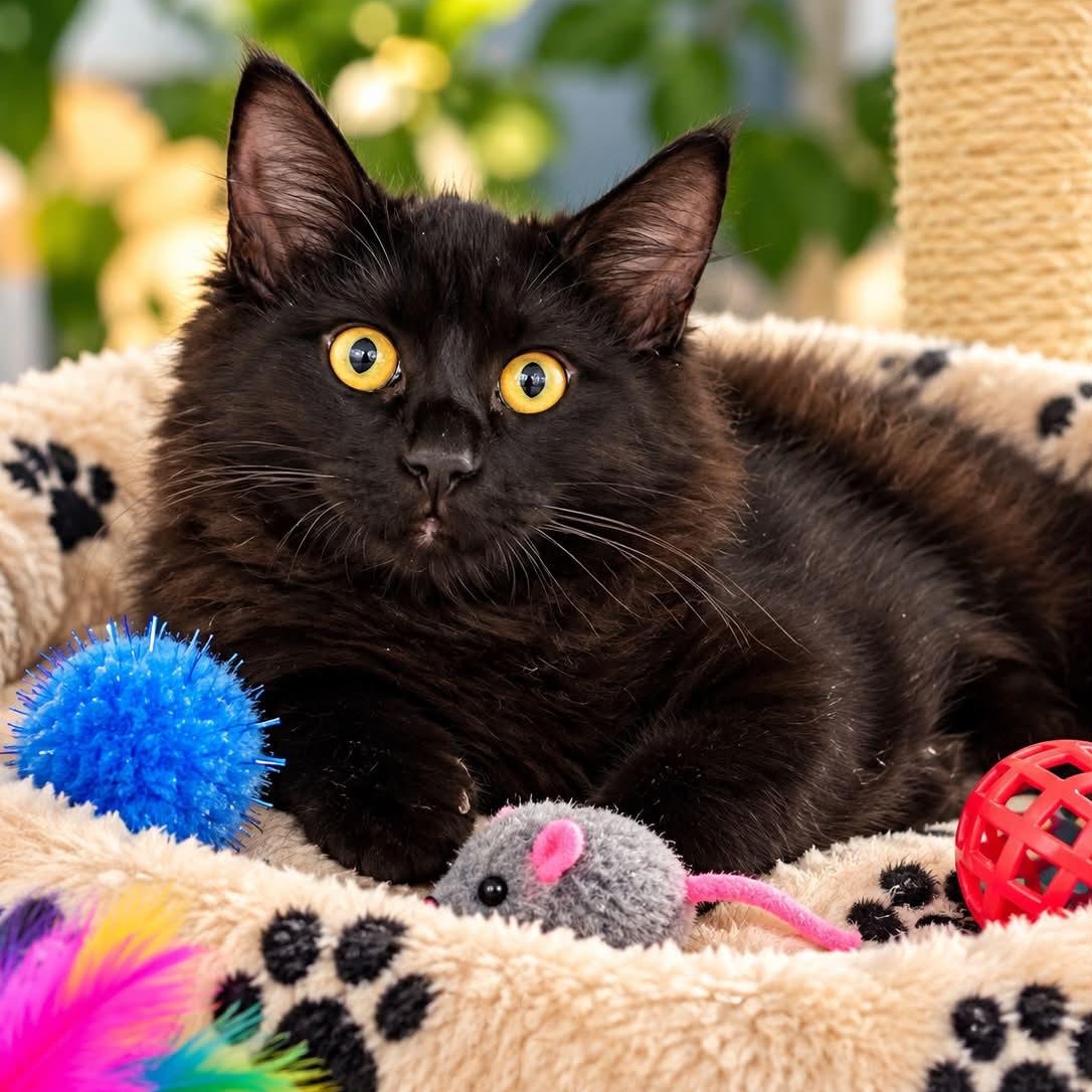 Bonsai, Adopted, Kitten Male Domestic Long Hair.