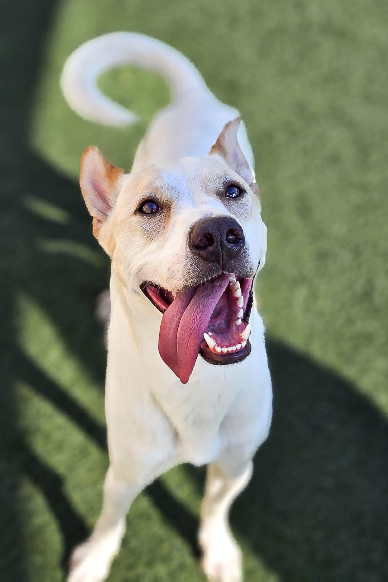 Lucky, Adoptable, Adult Male Shepherd & Australian Cattle Dog / Blue Heeler.