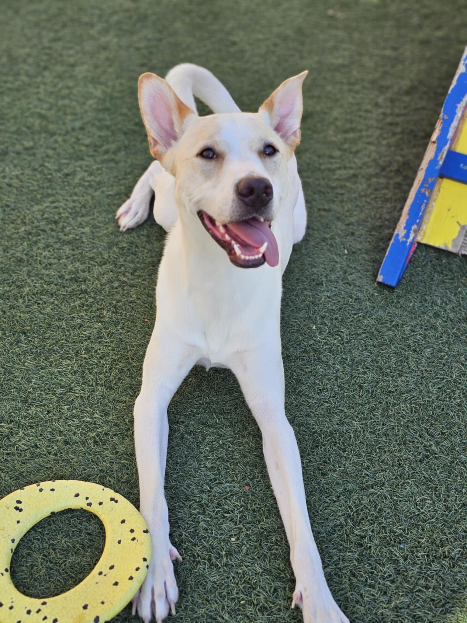 Enlarge Lucky, a Adoptable mixed breed in McKinney, TX image 2/3