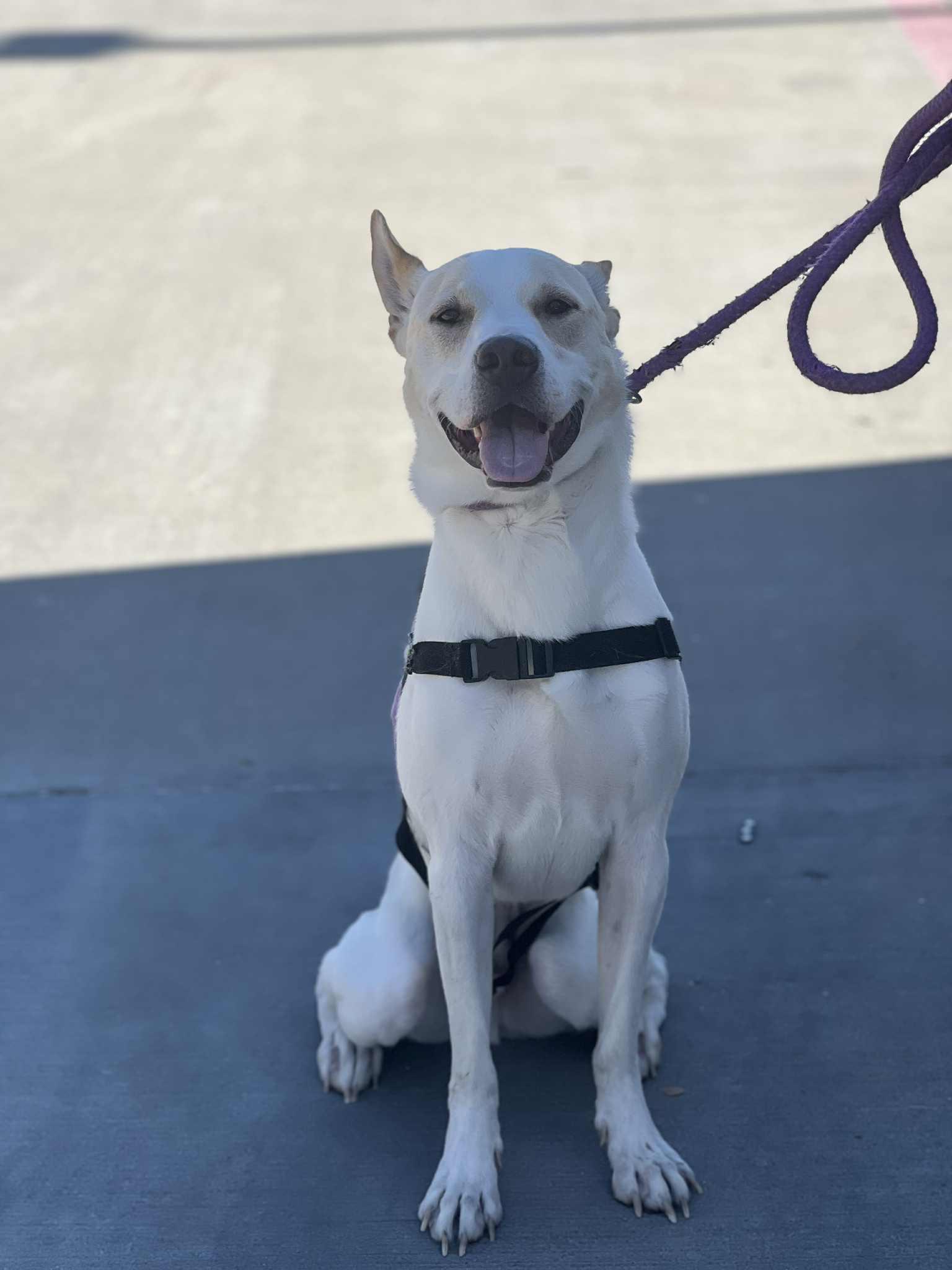 Enlarge Lucky, a Adoptable mixed breed in McKinney, TX image 3/3