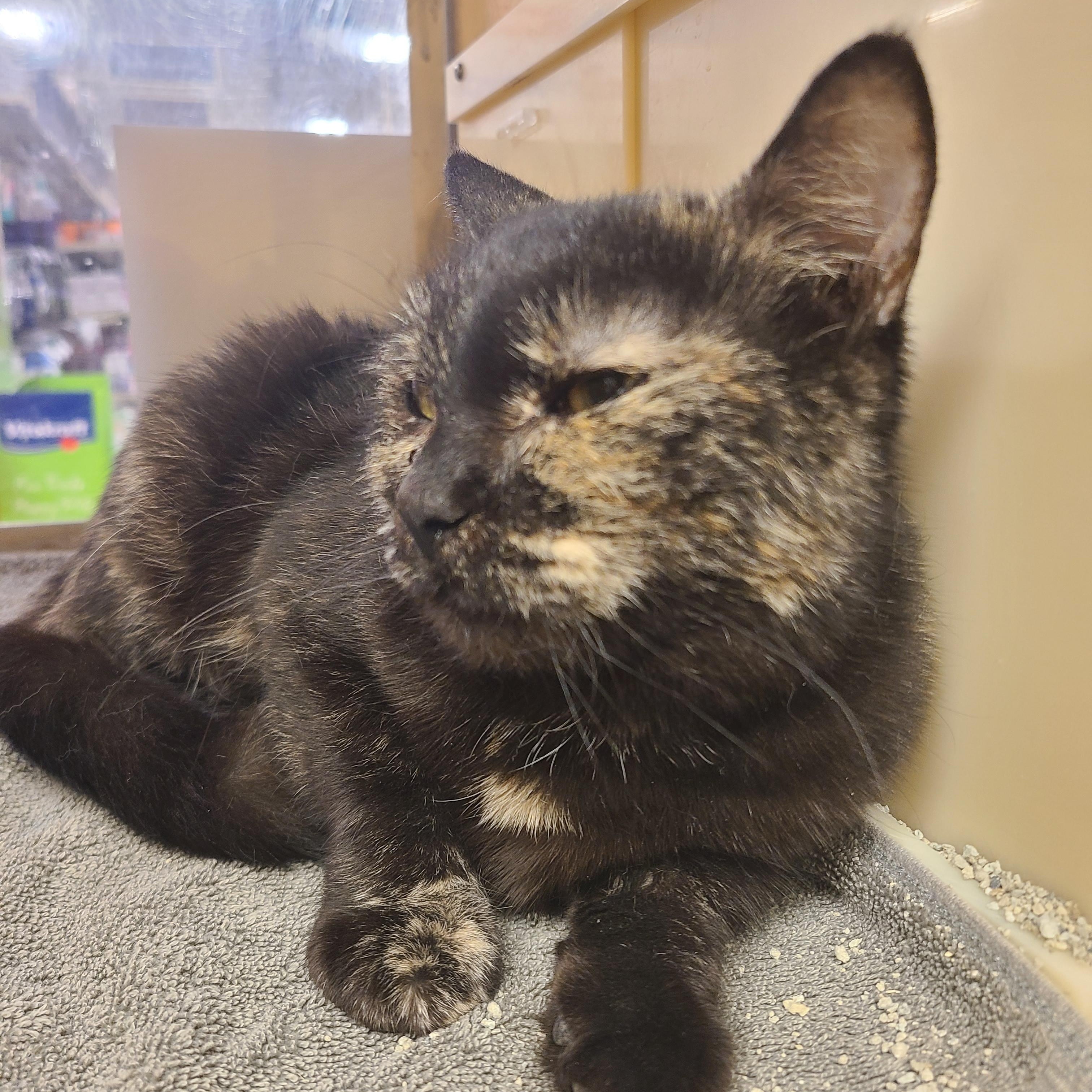 Enlarge Kate, an adopted Domestic Short Hair in Gerrardstown, WV image 4/5