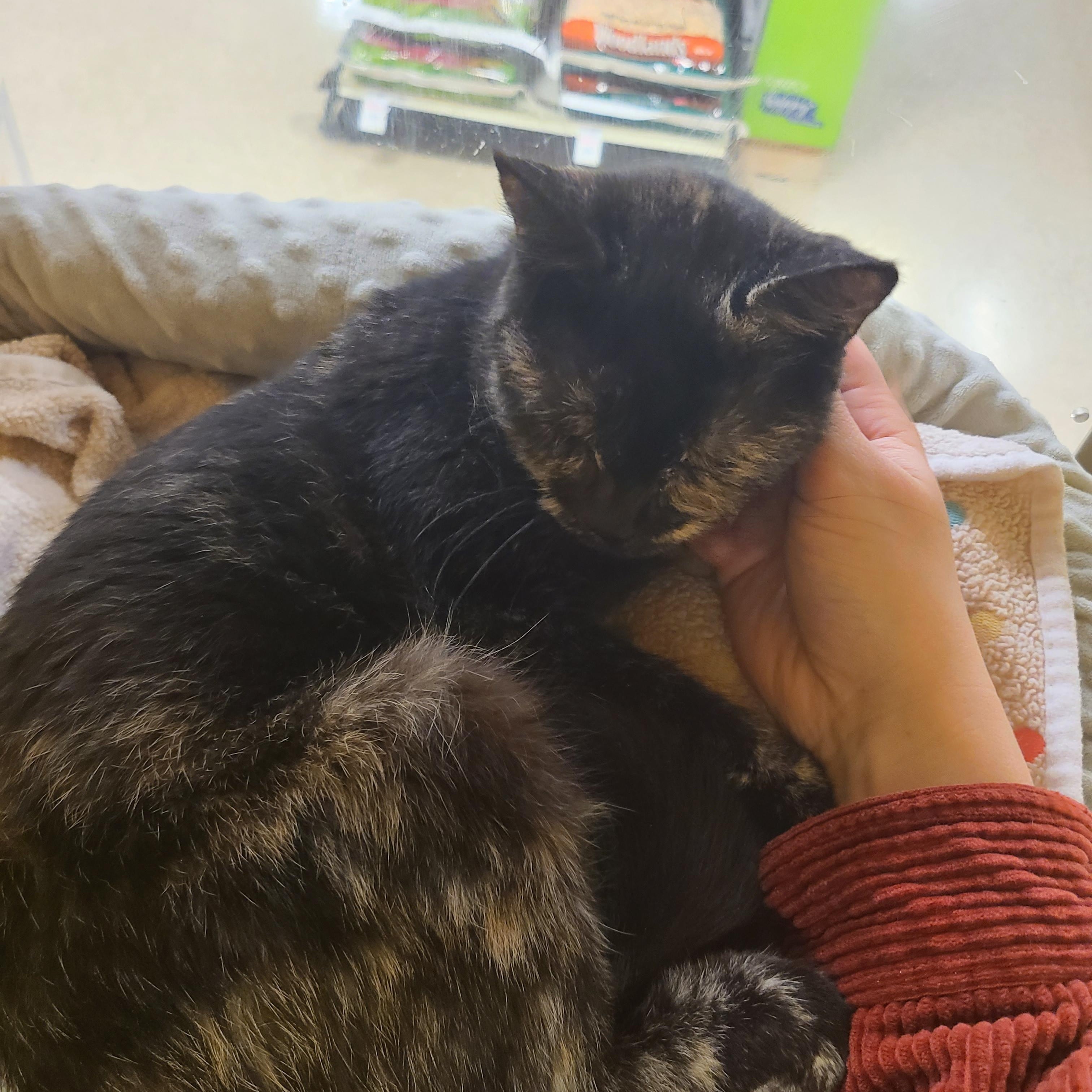 Enlarge Kate, an adopted Domestic Short Hair in Gerrardstown, WV image 2/5