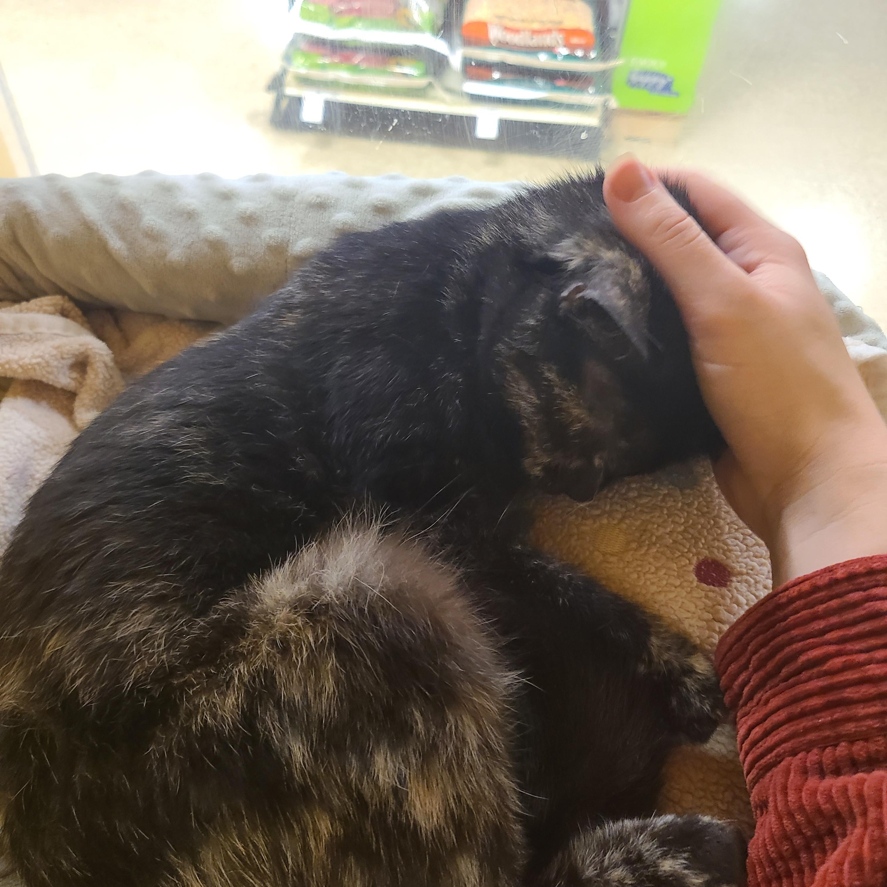 Enlarge Kate, an adopted Domestic Short Hair in Gerrardstown, WV image 5/5