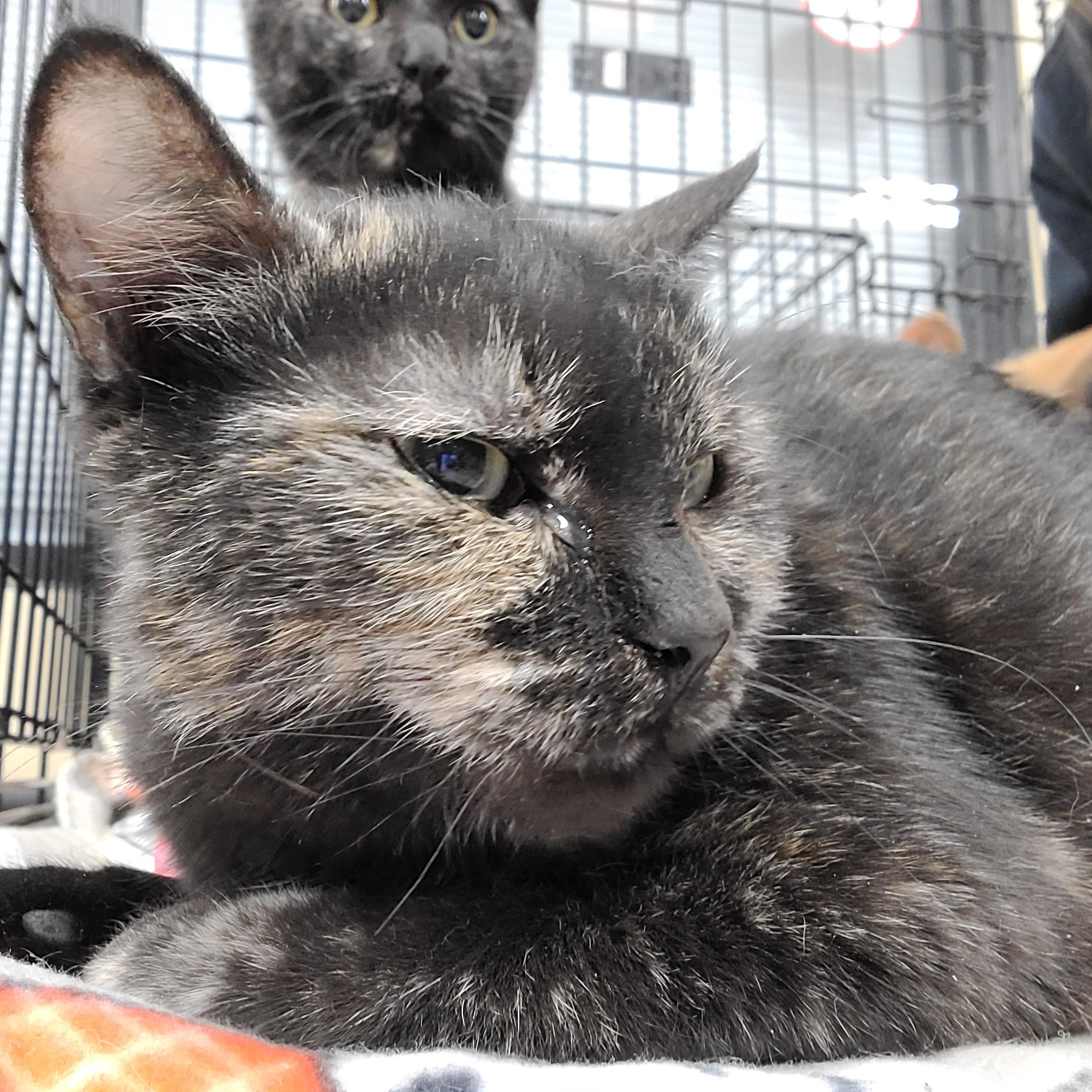 Enlarge Kate, an adopted Domestic Short Hair in Gerrardstown, WV image 1/5