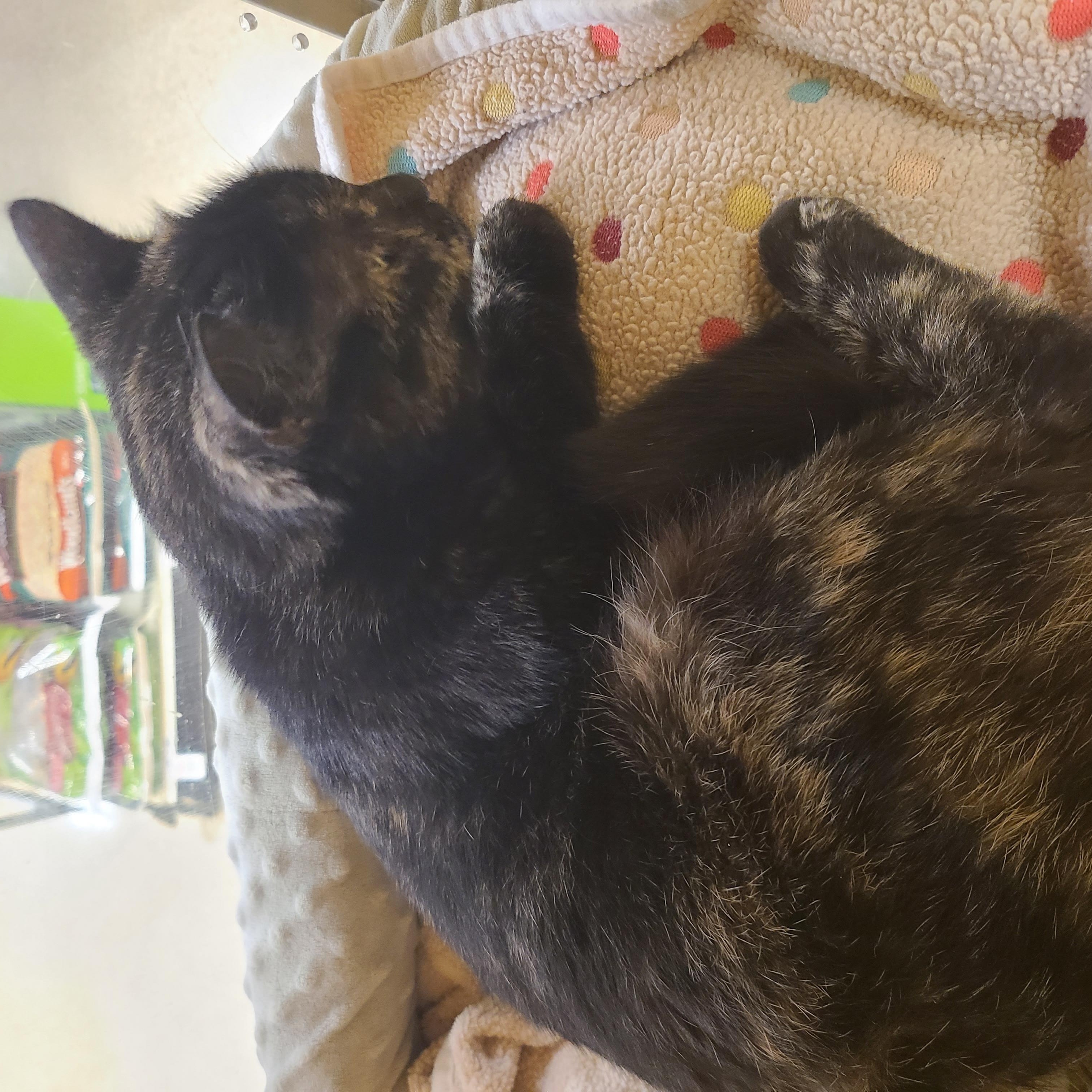 Enlarge Kate, an adopted Domestic Short Hair in Gerrardstown, WV image 3/5