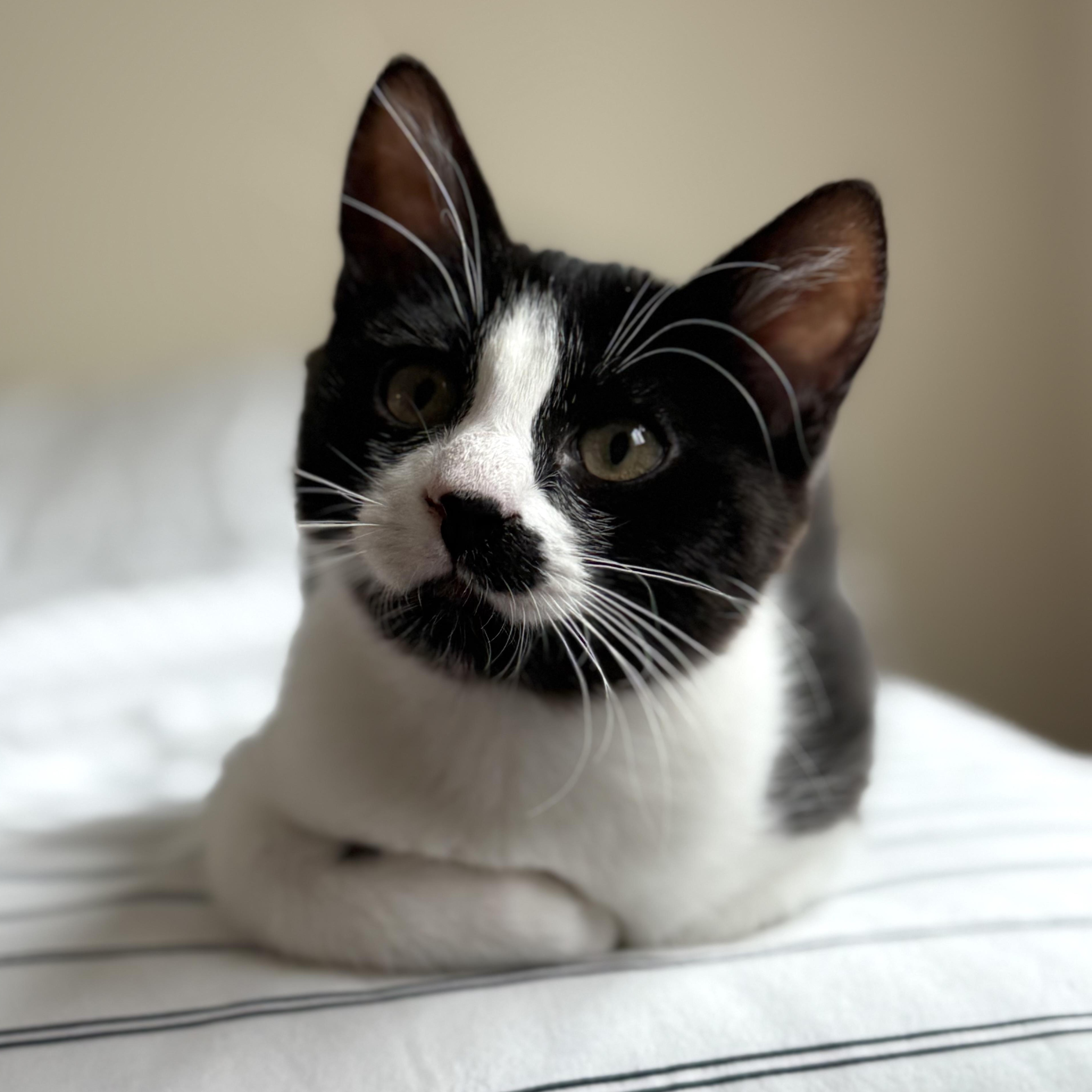 Hazel, Adopted, Kitten Female Domestic Short Hair.