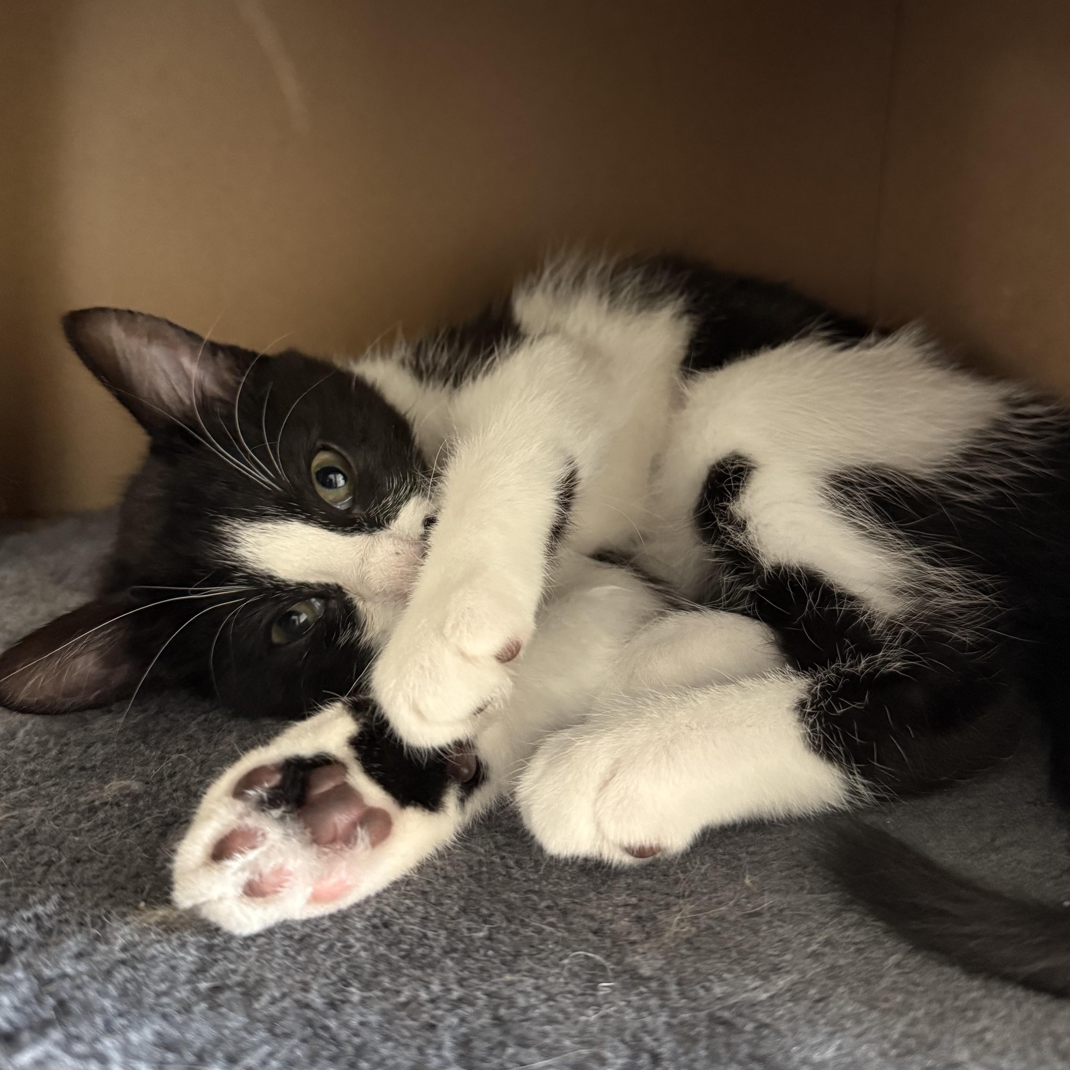 Hazel, a Adopted Domestic Short Hair in Half Moon Bay, CA image 3/5