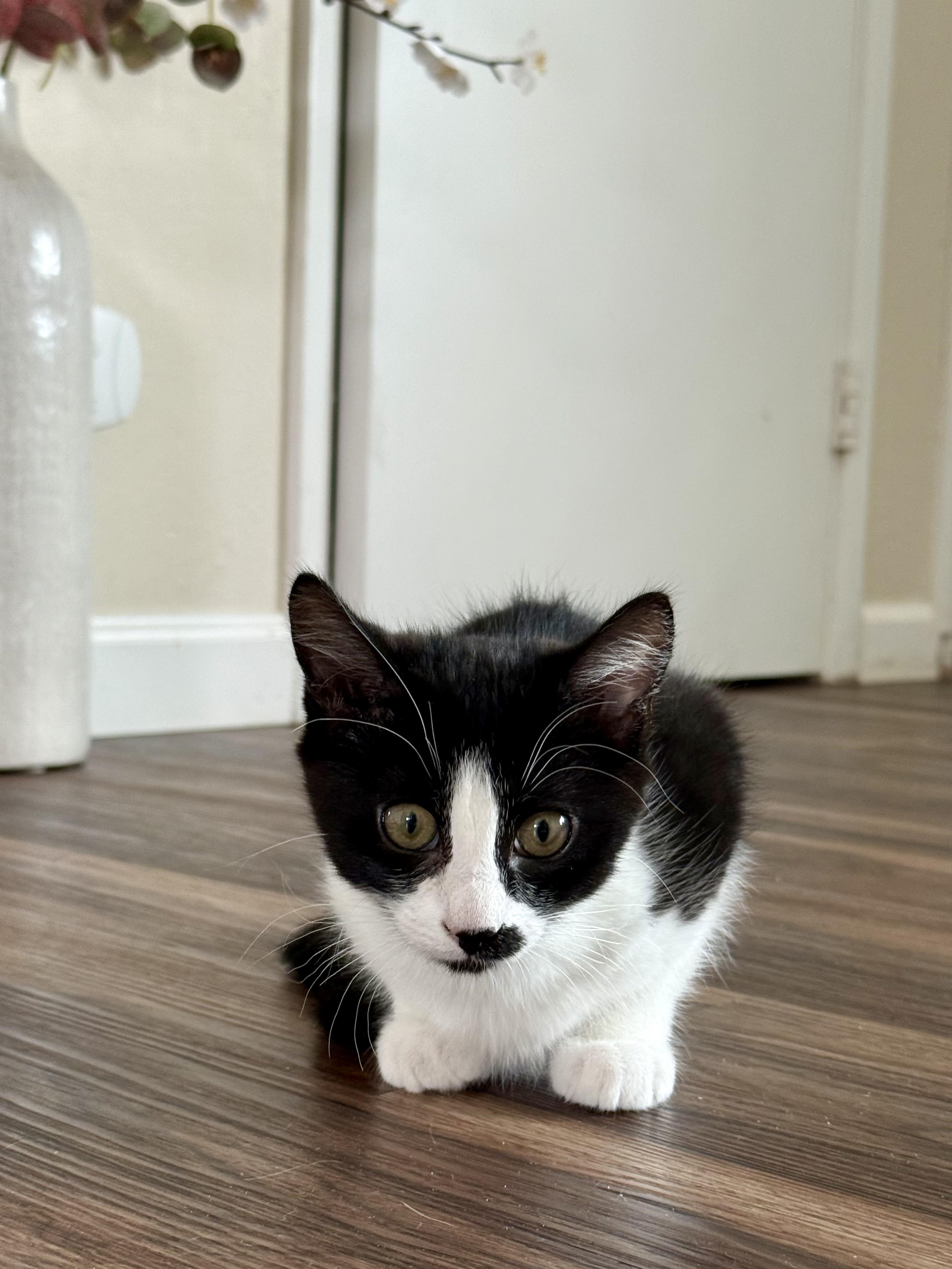 Hazel, a Adopted Domestic Short Hair in Half Moon Bay, CA image 5/5