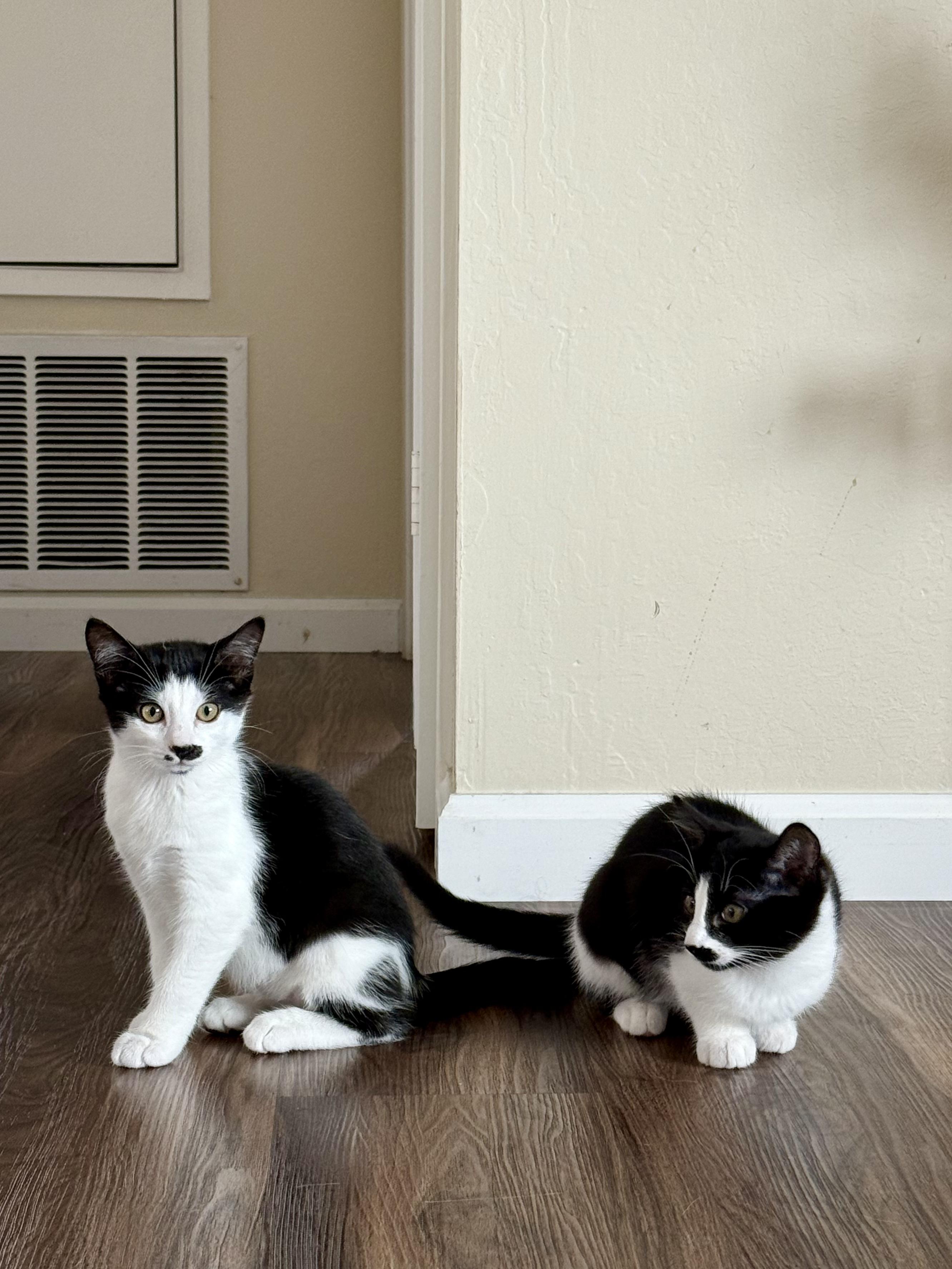 Hazel, a Adopted Domestic Short Hair in Half Moon Bay, CA image 2/5