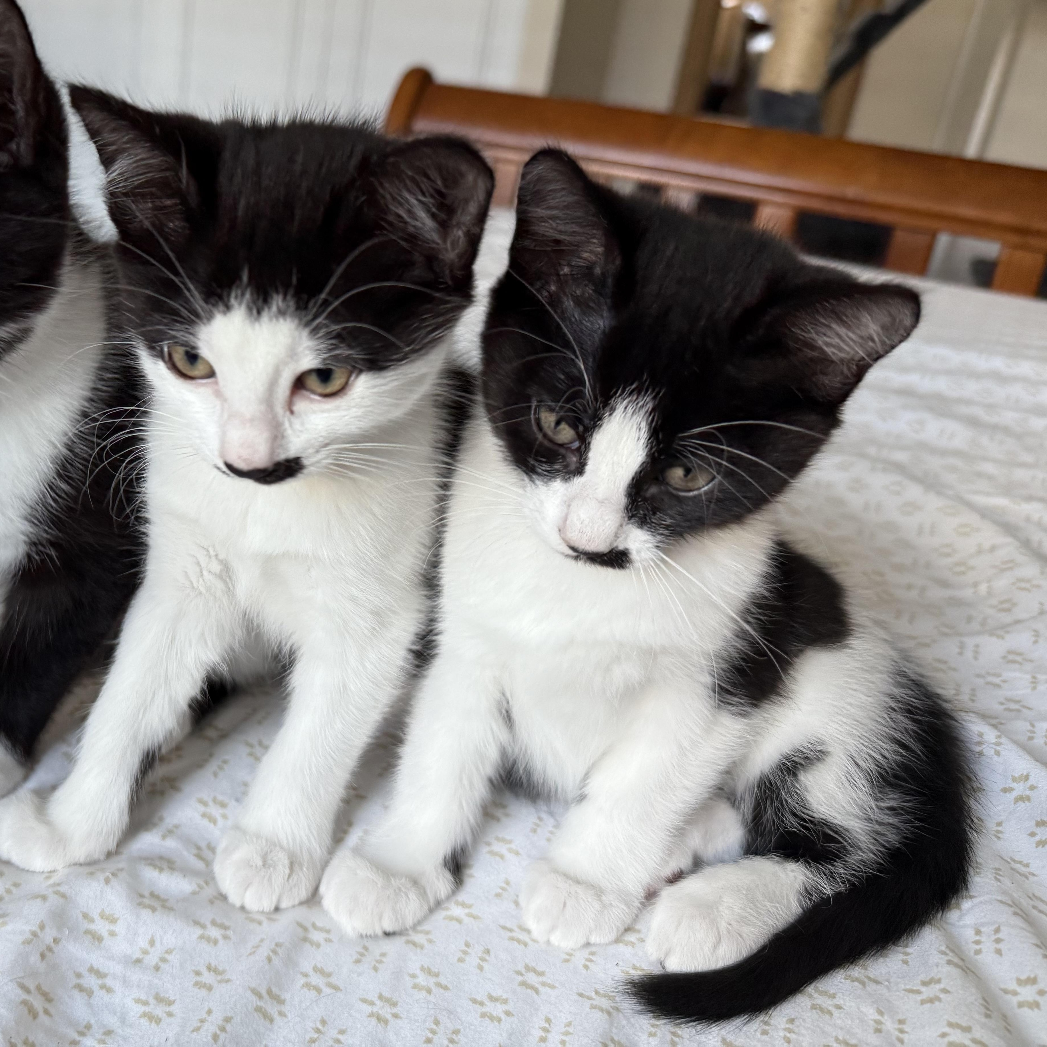 Hazel, a Adopted Domestic Short Hair in Half Moon Bay, CA image 4/5