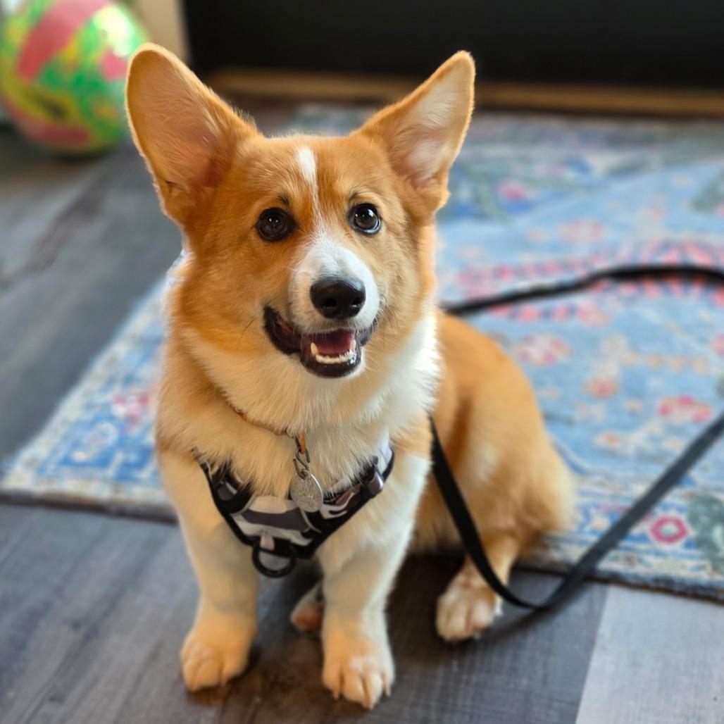 Enlarge Bogey, a Adoptable Corgi in Jefferson city, TN image 2/3