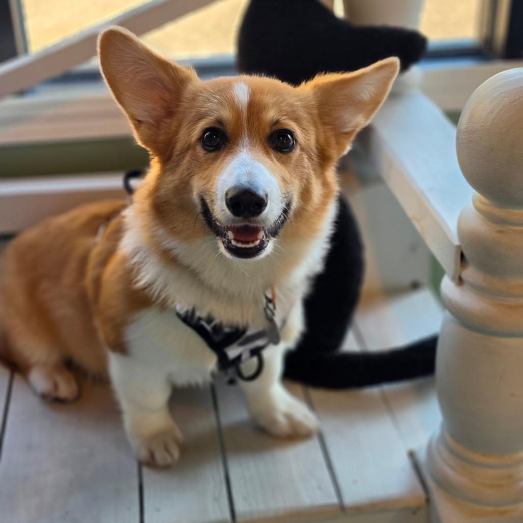 Enlarge Bogey, a Adoptable Corgi in Jefferson city, TN image 3/3