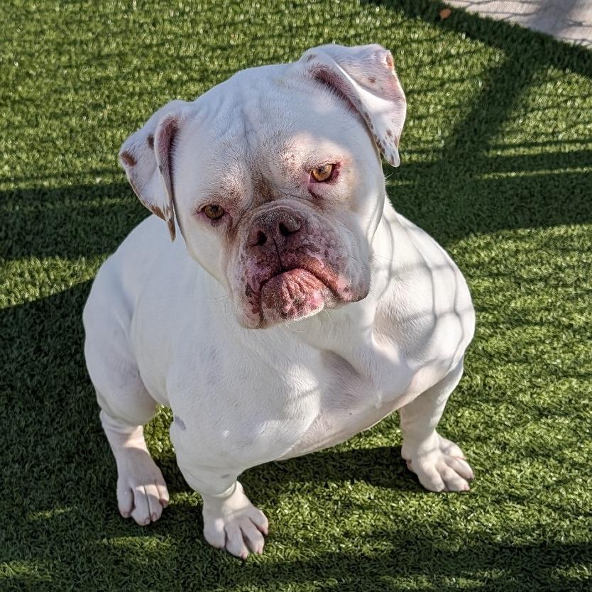 Ruby, Adoptable, Adult Female American Bulldog.