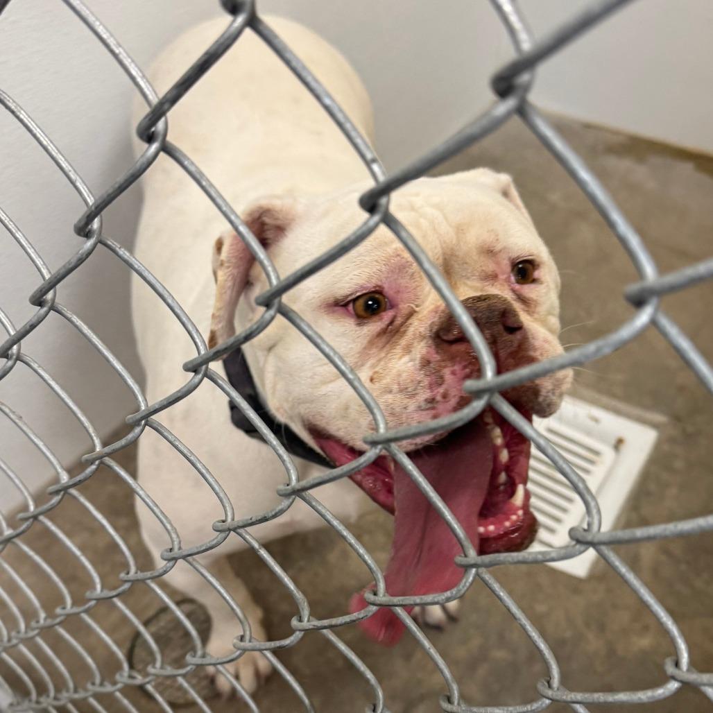 Ruby, a Adoptable American Bulldog in Cody, WY image 2/4