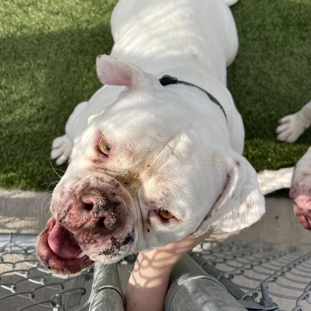 Ruby, a Adoptable American Bulldog in Cody, WY image 4/4