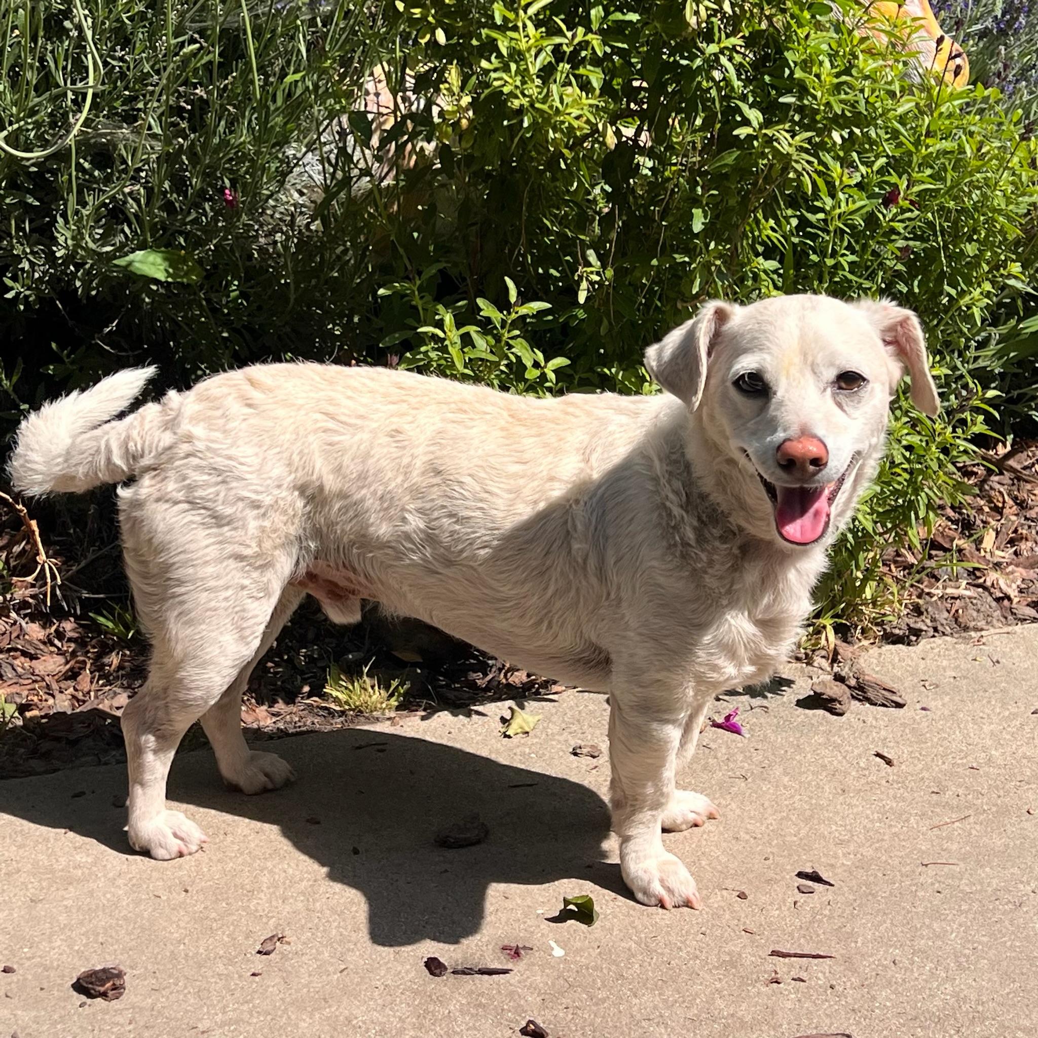 Potato, Adopted, Adult Male Chiweenie.