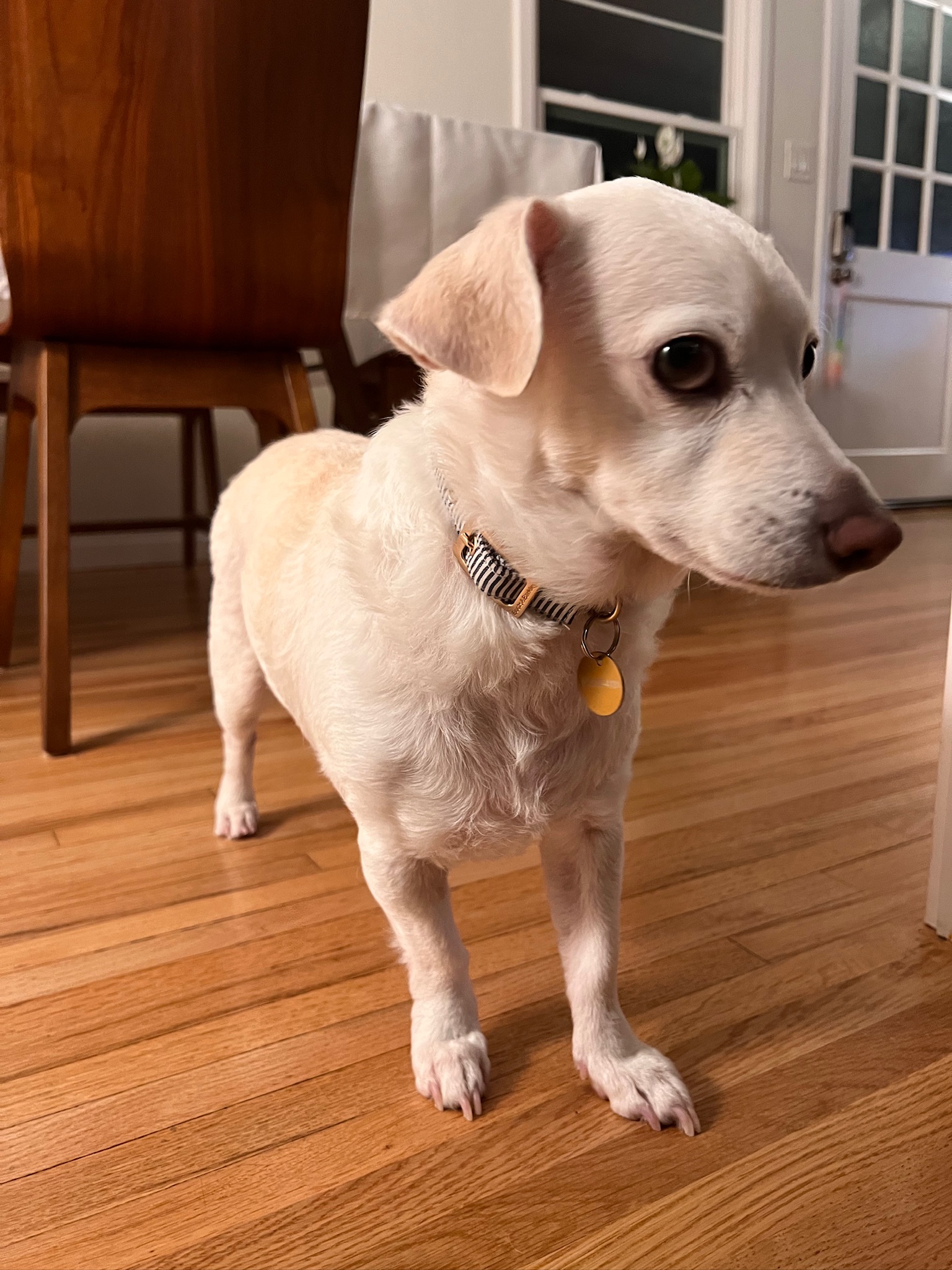 Enlarge Potato, a Adopted Chiweenie in Huntington Beach, CA image 3/5