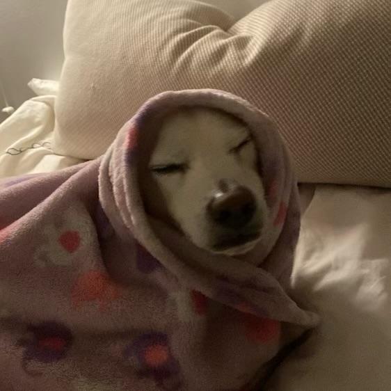 Enlarge Potato, a Adopted Chiweenie in Huntington Beach, CA image 4/5