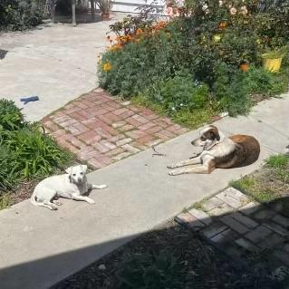 Enlarge Potato, a Adopted Chiweenie in Huntington Beach, CA image 5/5