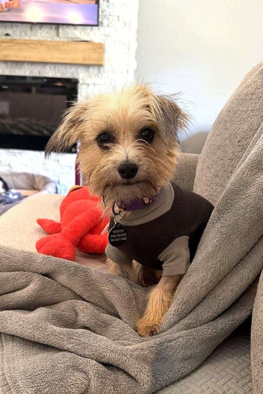 Enlarge Penny - ADOPTED!, a Adoptable Terrier in Arlington, VA image 1/3