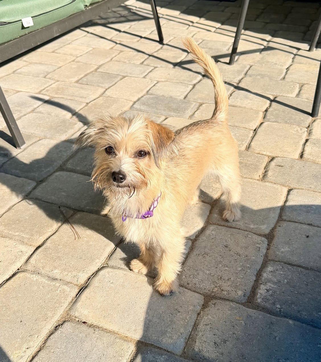 Penny, Adoptable, Young Female Terrier.