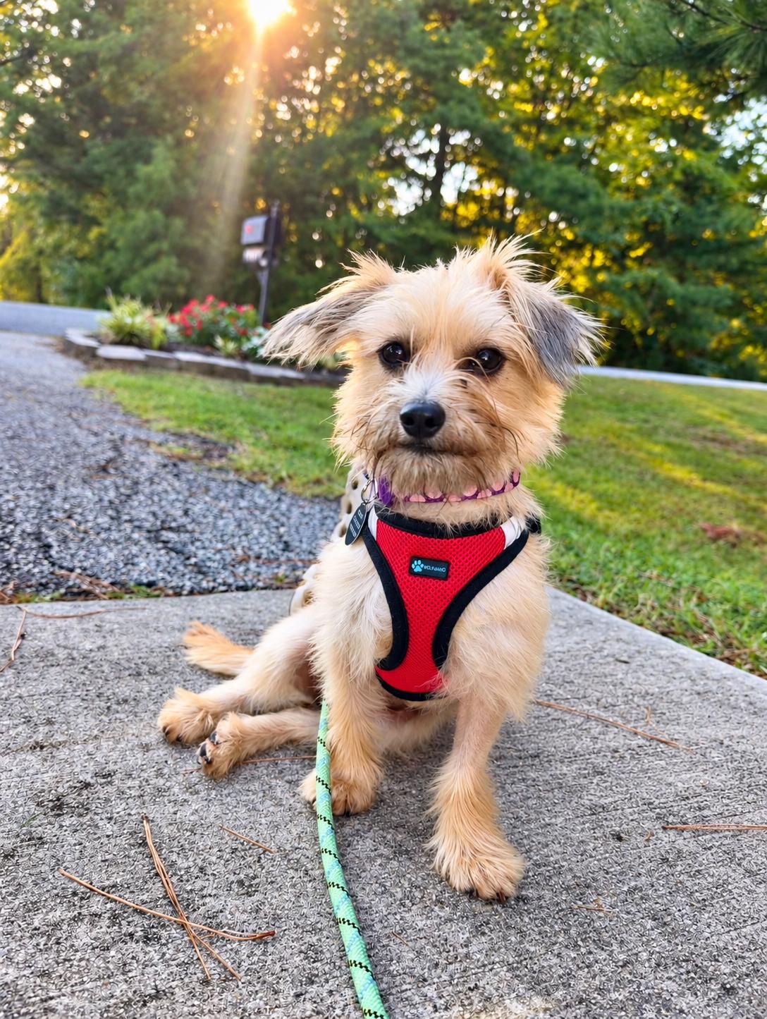 Enlarge Penny - ADOPTED!, a Adoptable Terrier in Arlington, VA image 2/3