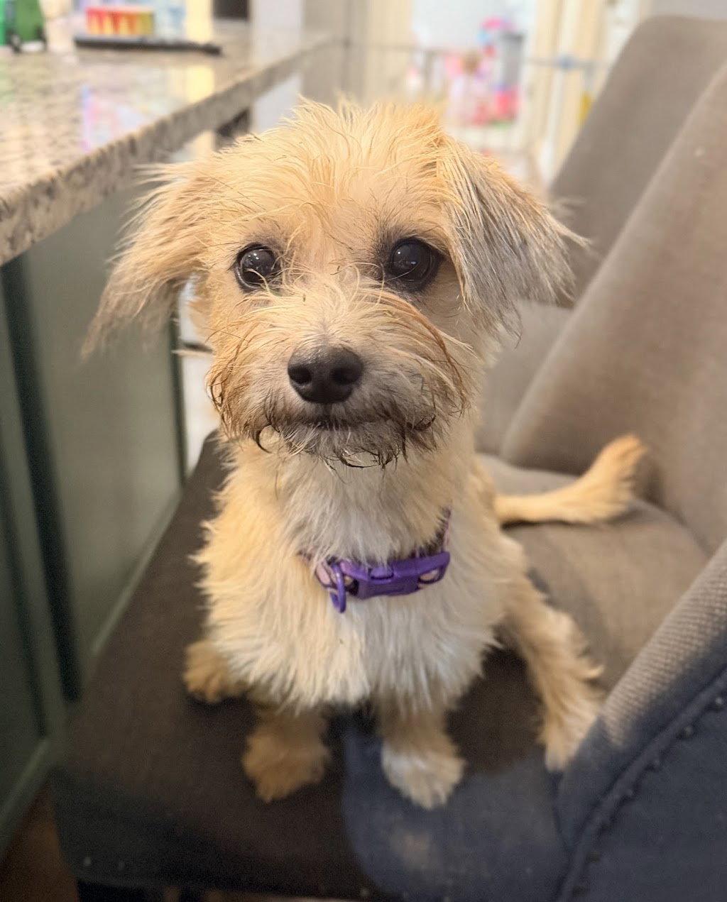 Enlarge Penny, a Adoptable Terrier in Arlington, VA image 2/3