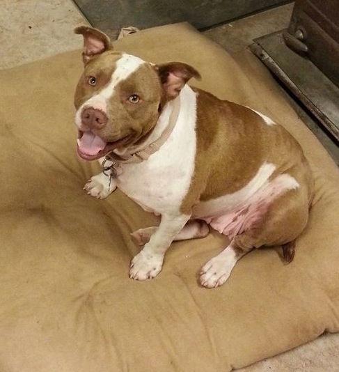 Pebbles, adoptable, Adult Female Pit Bull Terrier.