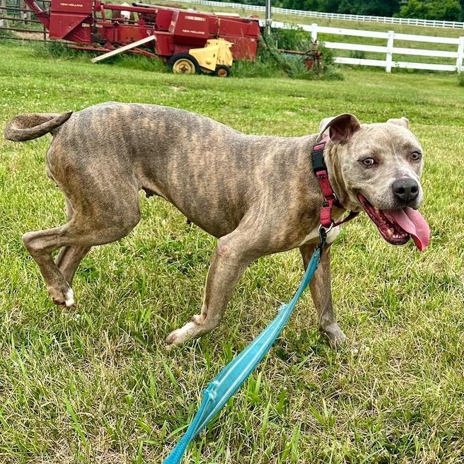 Corina, Adult Female Pit Bull Terrier